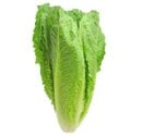 Romaine Lettuce